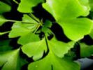 Ginkgo Leaf Extract  